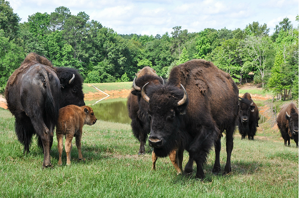 A small herd of bison, including a calf, grazing in a grassy area.